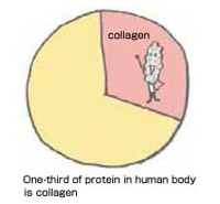 Protein in body