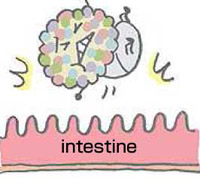 Intestine