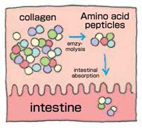 The mechanism of intestine absorption