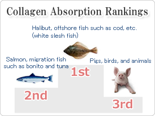 Collagen Absorption Rankings