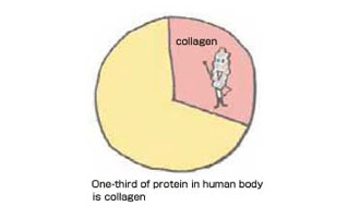 One-third of protein in human body is collagen